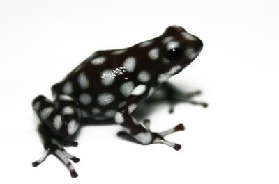 Dendrobates mysteriosus Dendrobates mysteriosus